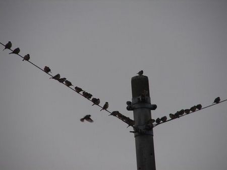 電線に泊まる鳥(スズメ)