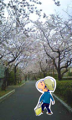 桜並木
